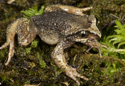 $publishedArticle->coverImageAltText