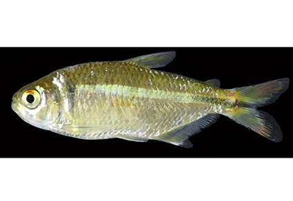 $publishedArticle->coverImageAltText