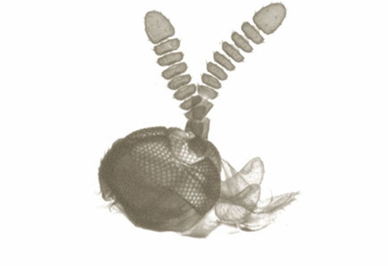 $publishedArticle->coverImageAltText