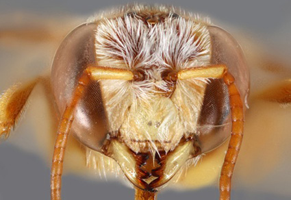 $publishedArticle->coverImageAltText