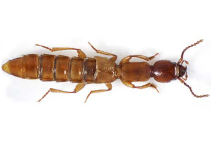 $publishedArticle->coverImageAltText