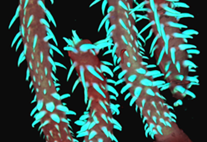 $publishedArticle->coverImageAltText