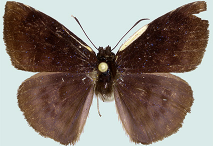 $publishedArticle->coverImageAltText