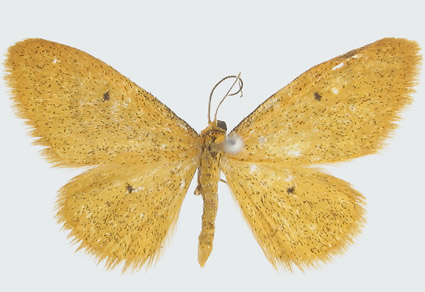 $publishedArticle->coverImageAltText