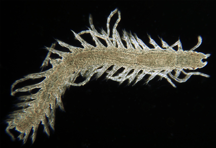 $publishedArticle->coverImageAltText