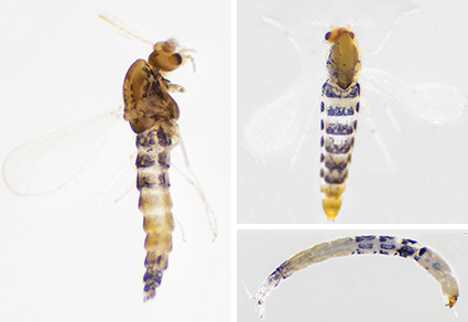 $publishedArticle->coverImageAltText