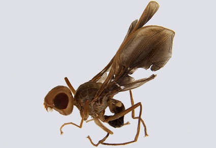 $publishedArticle->coverImageAltText