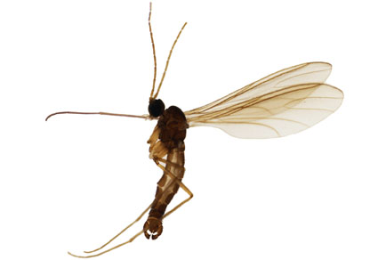 $publishedArticle->coverImageAltText