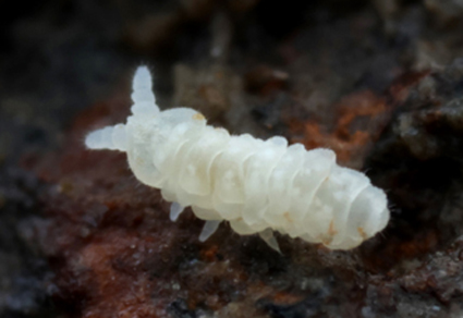 $publishedArticle->coverImageAltText