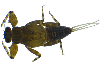 $publishedArticle->coverImageAltText