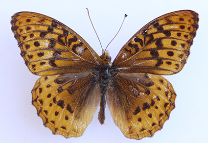 $publishedArticle->coverImageAltText