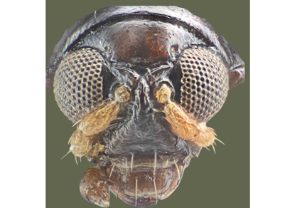 $publishedArticle->coverImageAltText