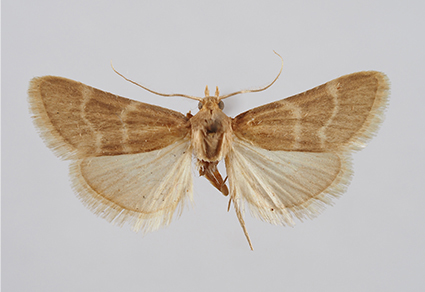 $publishedArticle->coverImageAltText