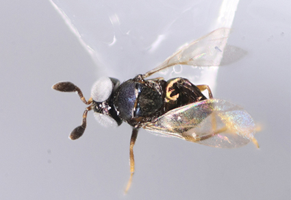 $publishedArticle->coverImageAltText