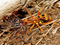 Insetologia - Identificação de insetos: Marimbondo Cavalo e Aranha de Grama  no Rio Grande do Sul