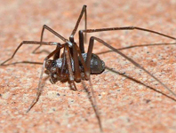 The Crevice Weaver Spider Genus Kukulcania (Araneae: Filistatidae)