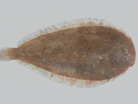 Flatfish  The Canadian Encyclopedia
