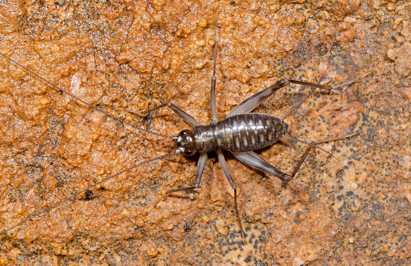 Parapteronemobius dibrachiatus