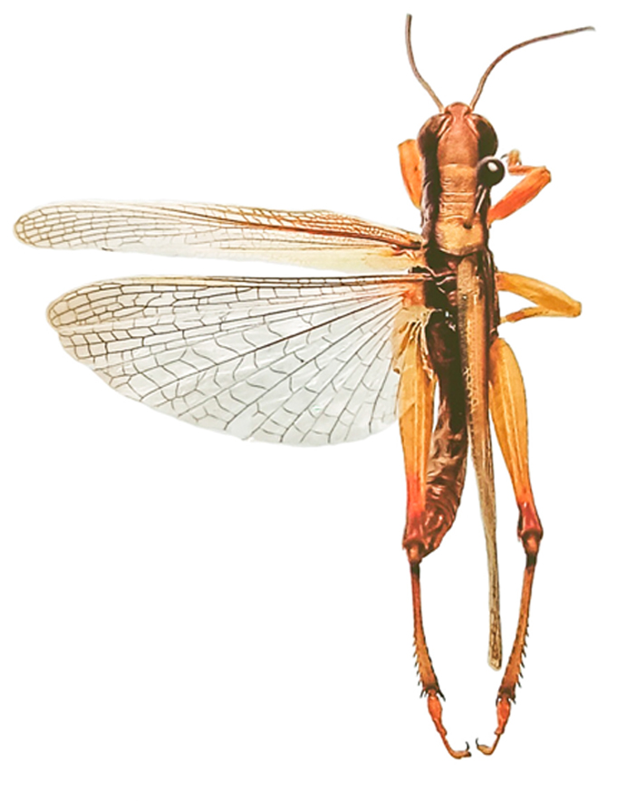 Oxyina bidentata
