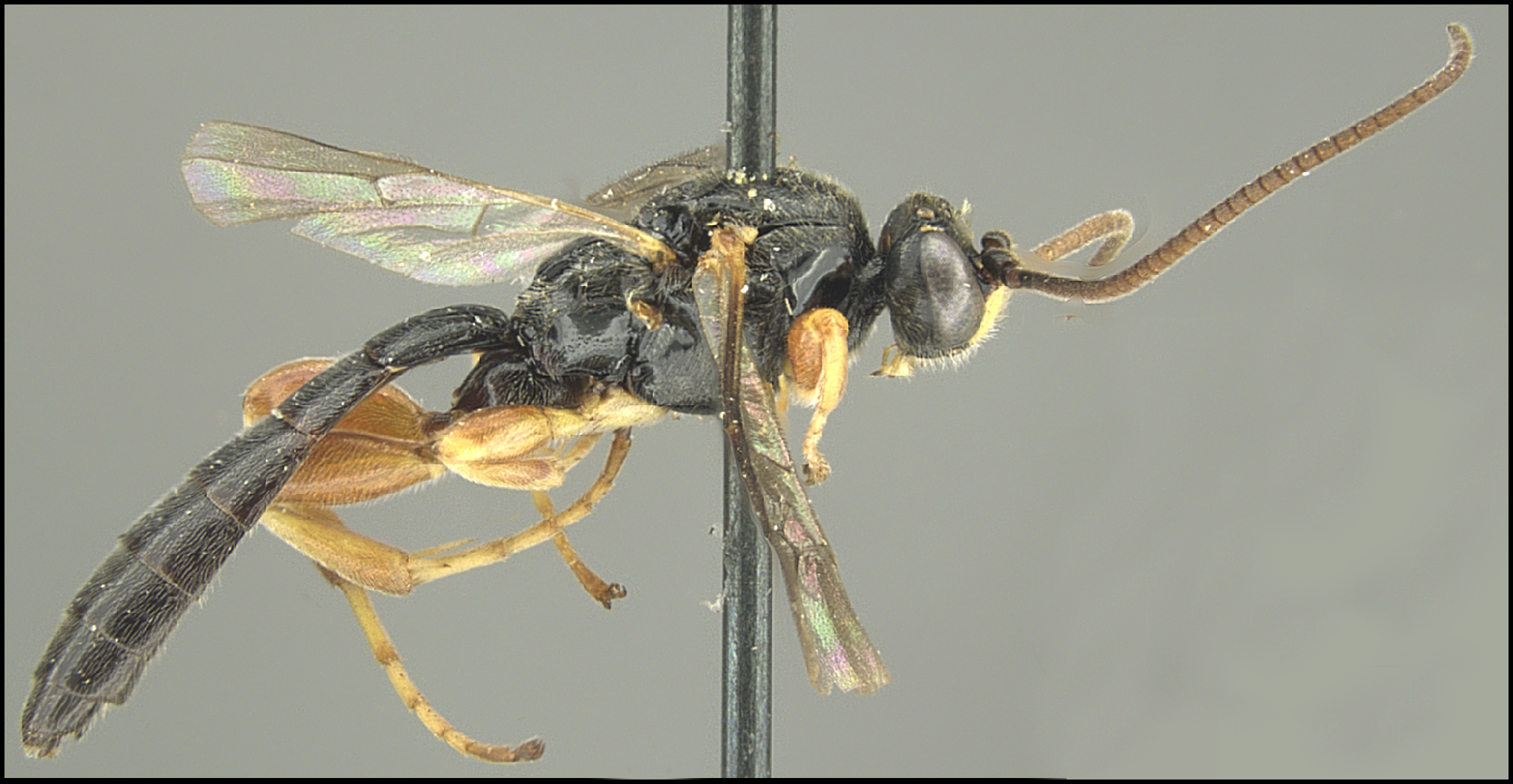 Exochus argutus
