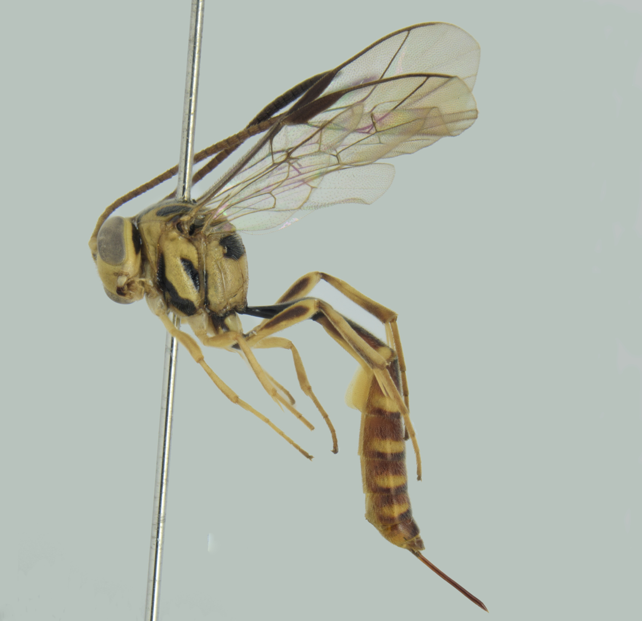 Brachycyrtus antoninoi