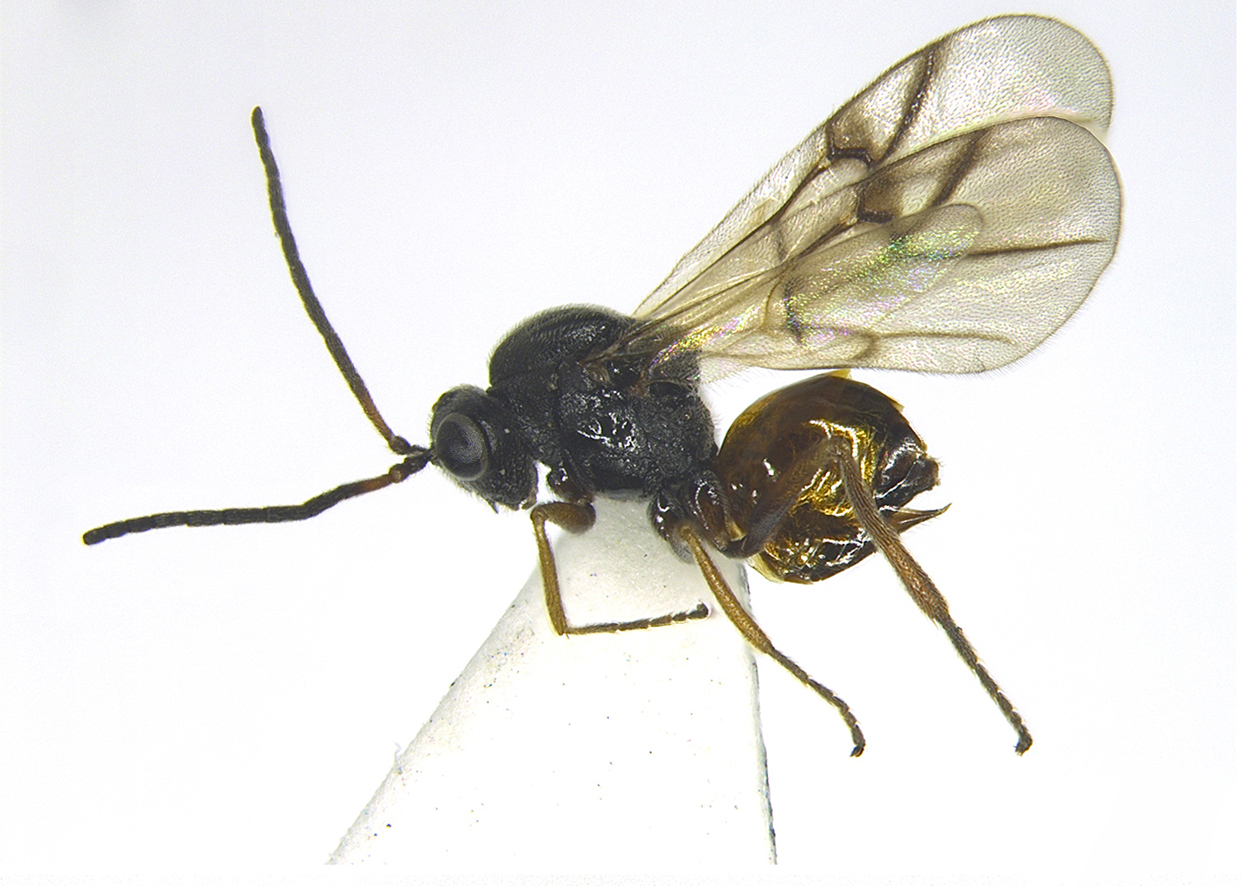 Diplolepis valtonyci