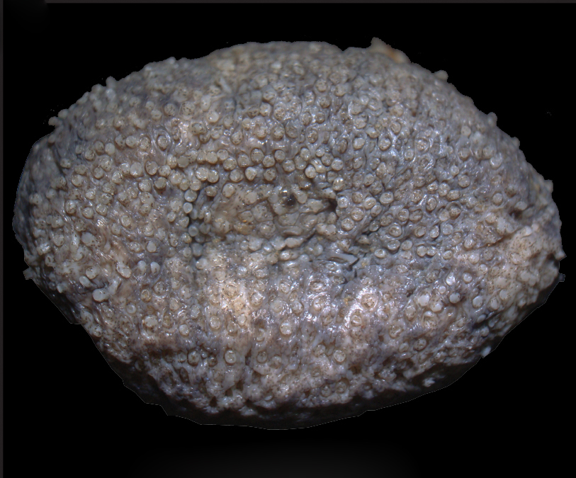 Parathyone itapuaensis