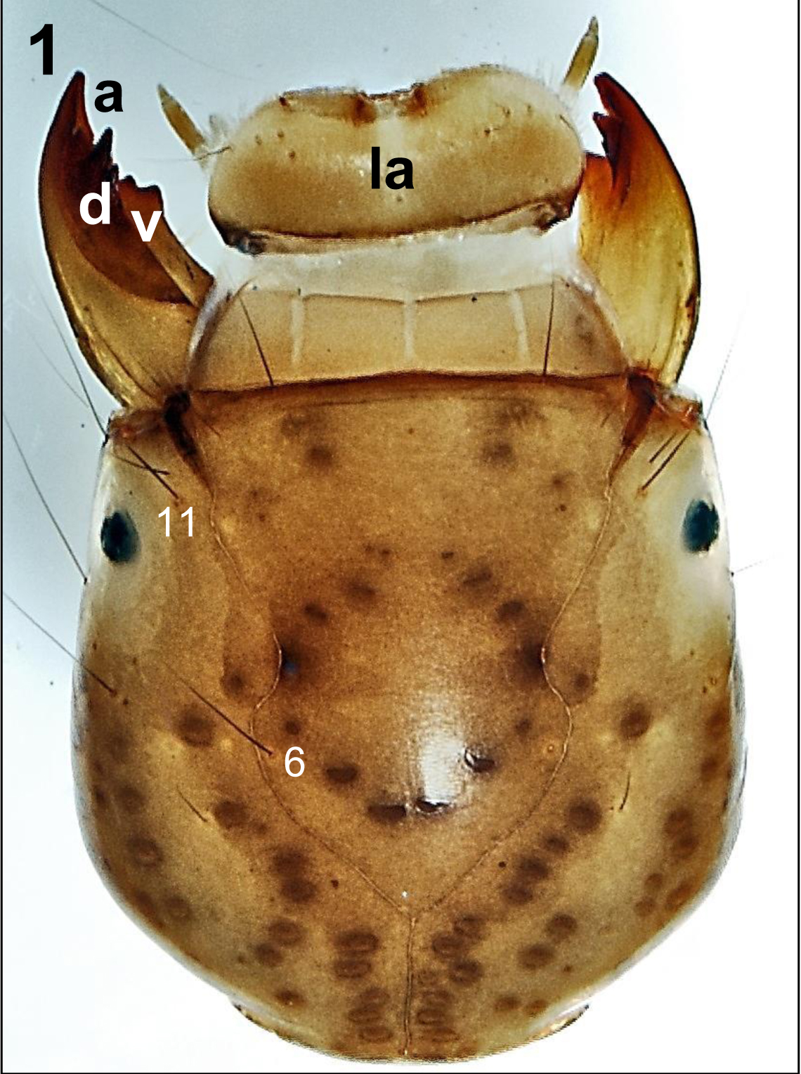 Plectrocnemia cevennensis