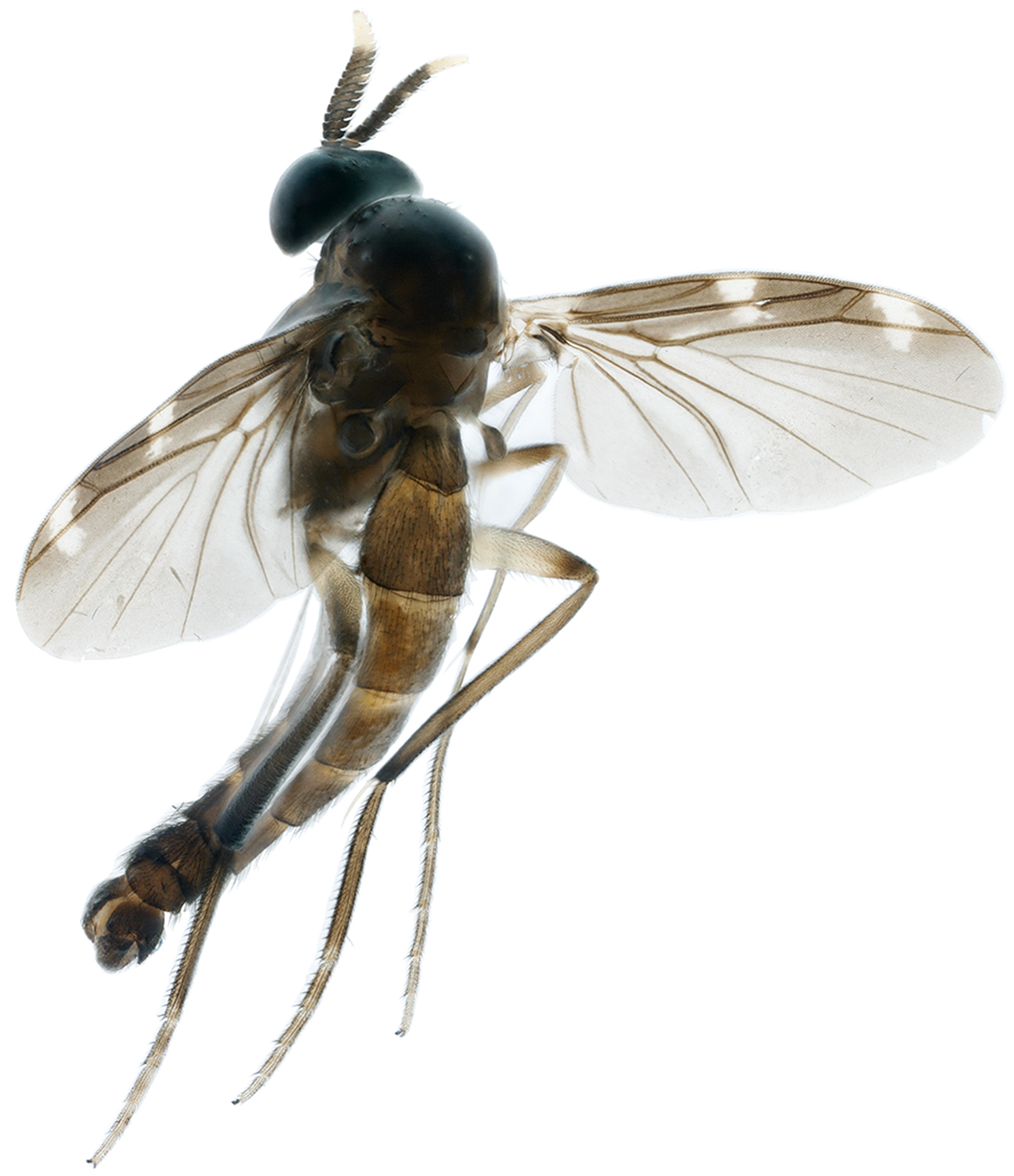Heteropterna (Heteropterna) cuneata