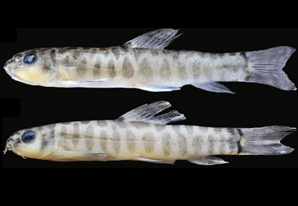 A new species of stone loach of the genus Mustura (Teleostei:  Nemacheilidae) from Chindwin River drainage, Manipur, north-eastern India |  Zootaxa