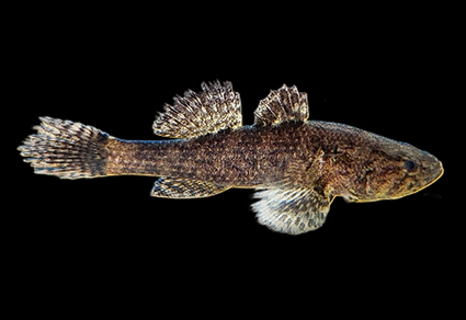 $publishedArticle->coverImageAltText