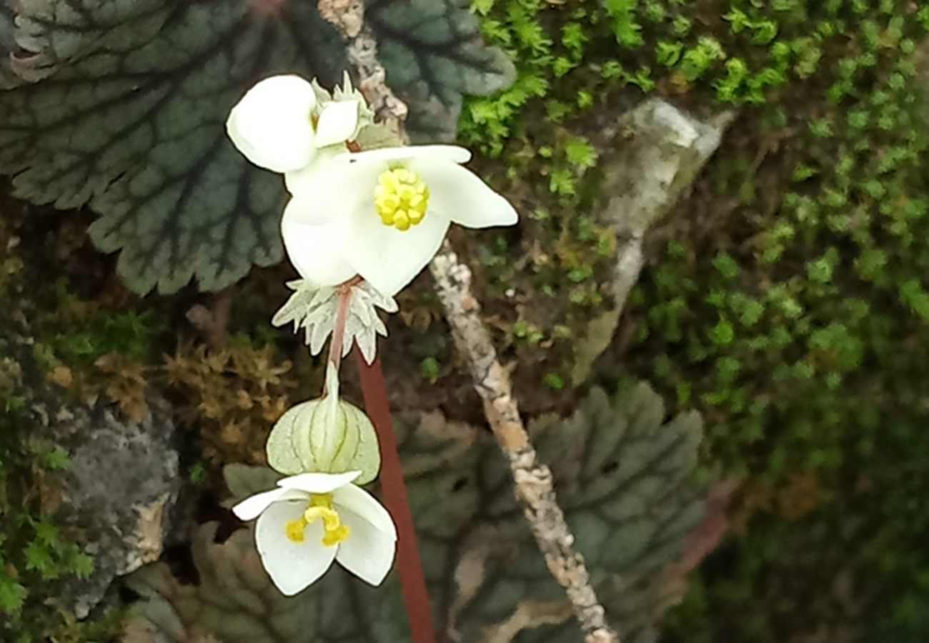 Begonia ostulensis (Begoniaceae), a new species from Michoacán, Mexico |  Phytotaxa