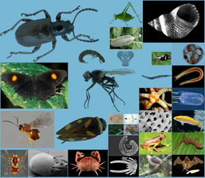 Animal biodiversity: An outline of higher-level classification and survey  of taxonomic richness; Zootaxa 3148